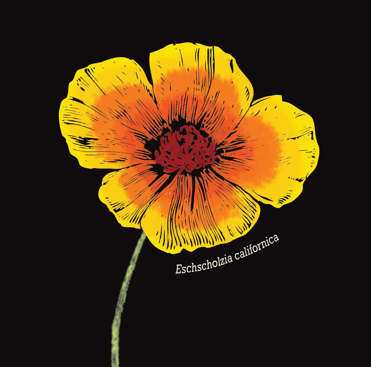 Yellow and orange poppy flower with 'Eschscholzia californica' text on a black background